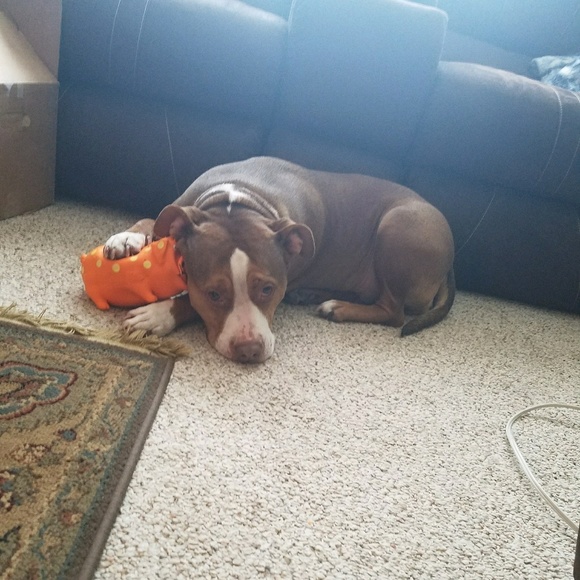 Meet your Posher, Paige - Picture 1 of 1